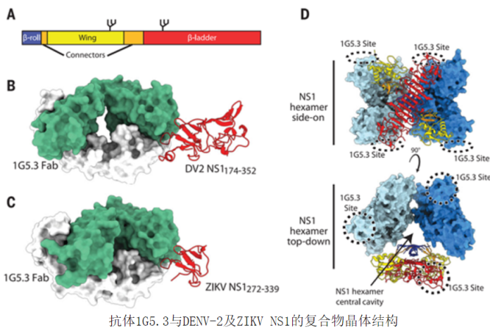 上海光源生物大分子晶体学线站用户揭示靶向NS1的黄病毒广谱保护性抗体作用机制
